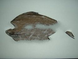 Frozen Seafood Black Pomfret Fish