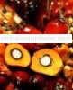 Crude Palm Oil