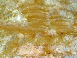 Gold Stone