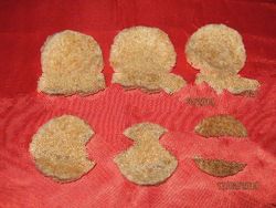 Aerodramus Fuciphagus (House Nest Swiftlet)