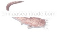 Eel catfish