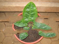 anthurium superbum