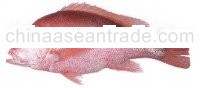 Saddle tail sea perch