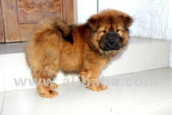 Chubby Red Chow Chow Puppy