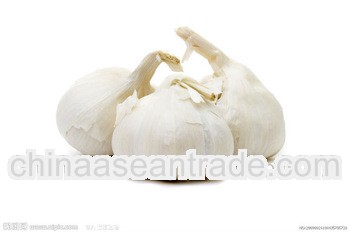 200g fresh pure white garlic from China 5.0-5.5cm