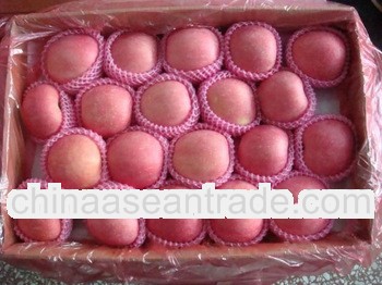 2011 yantai fresh red fuji apple