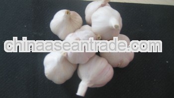 2012 fresh garlic from china
