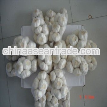 2012 fresh garlic with 10kg ctn