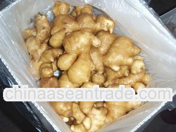 2012 fresh ginger --excellent choice