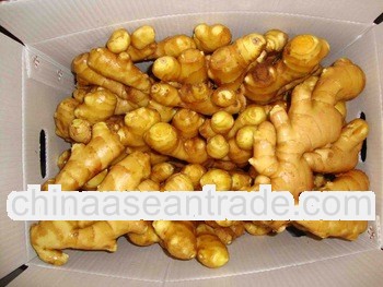 2012 fresh ginger--your best choice