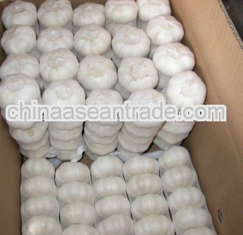 2012 hot seller pure/normal white garlic
