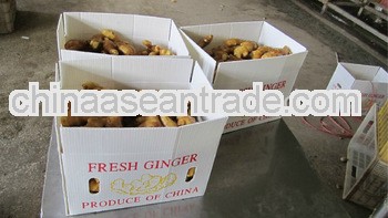 2013 250g fresh Chinese ginger from China Anqiu