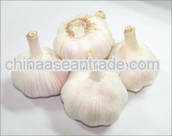 2013 Chinese Fresh Garlic and garlic powder