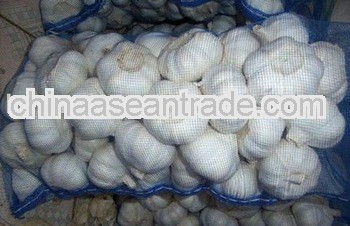 2013 Chinese Fresh Normal white garlic and pure white Garlic