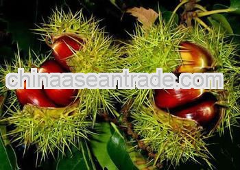 2013 Crop Chinese Fresh Chestnut, Lower Price sweet chestnuts