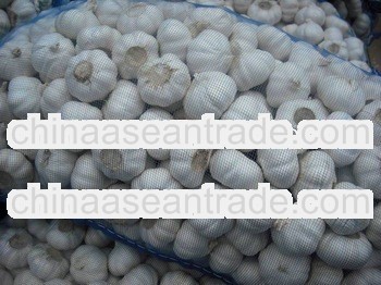 2013 Fresh China Garlic With Best Price with good quality