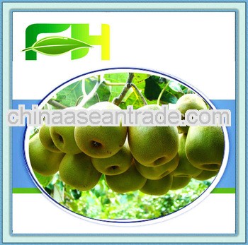 2013 Fresh Hayward Kiwi Fruit