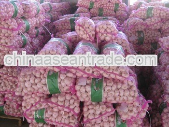 2013 Fresh white garlic, Jinxiang pure white garlic, fresh garlic