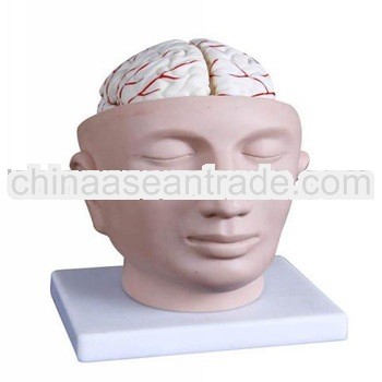 2013 HOT SALE head with cerebral artery model brain model