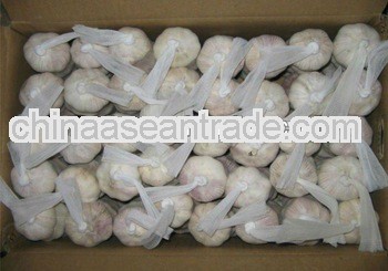 2013 New Crop Fresh Garlic in Various sizes