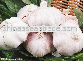 2013 New crop high quality red white garlic