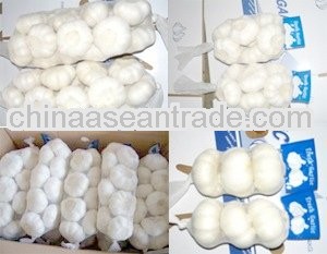 2013 Normal white garlic from China Shandong