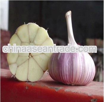 2013 brandnew white garlic