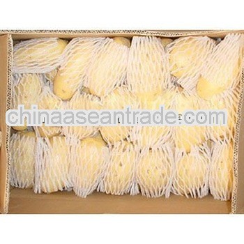 2013 china high quality long holland potatoes supplier (150-250g )
