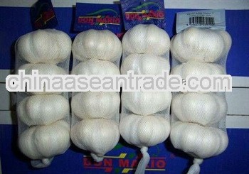2013 crop Chinese fresh white garlic