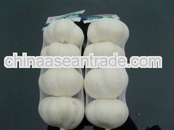 2013 crop fresh pure white garlic