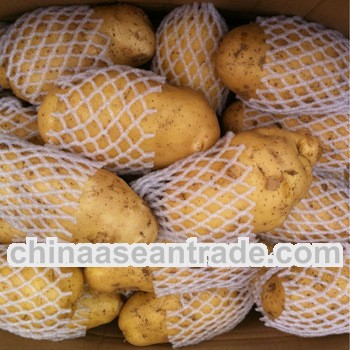2013 crop potato/fresh potato/China potato harvest