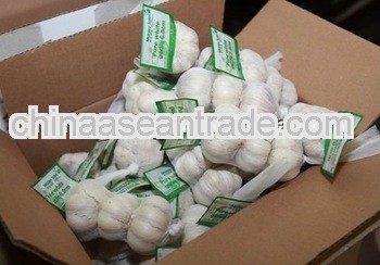 2013 fresh chinese normal white garlic 5p