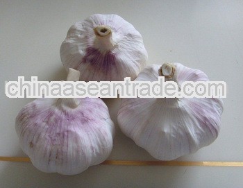 2013 fresh jinxiang normal white garlic