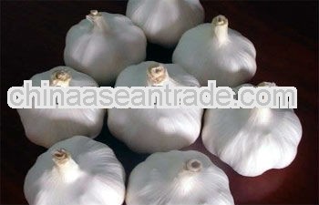 2013 fresh normal white jinxiang Garlic