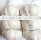 2013 low price fresh garlic