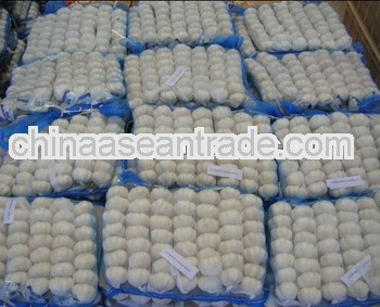 2013 new crop fresh garlic &competive price