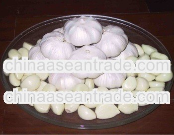 2013 new crop garlic seeds for sale