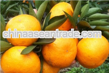 2013 new crop nan feng mandarin orange