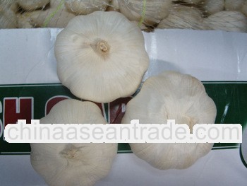2013 new crop natural garlic