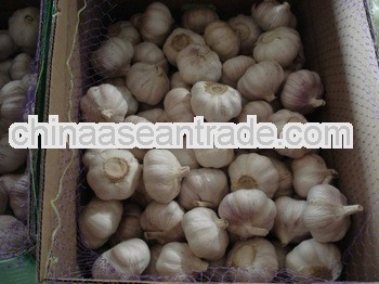 2013 new crop normal white garlic