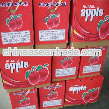 2013 new crop red delicious apple fruit
