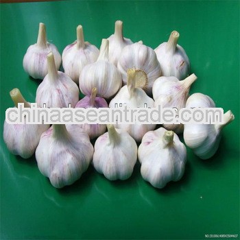 2013 new crop wholesale garlic price