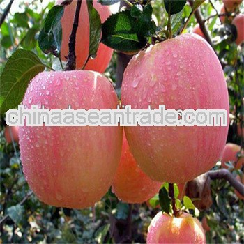 2013 new fresh fruit market prices apple