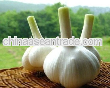 2013 normal White garlic and pure white garlic