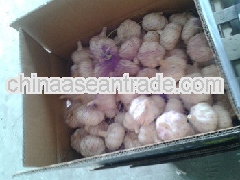 2013's natural garlic/distributor/garlic company