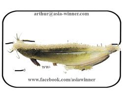 WALKING CAT FISH - Clarias batrachus