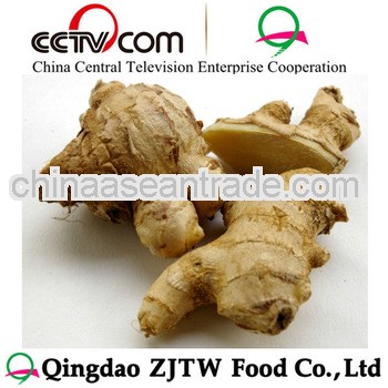 250g ginger Ginger Price in china
