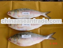 Fresh Water Frozen Fish Hilsa