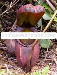 carnivourus plant seeds
