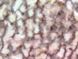 Artificial Stone